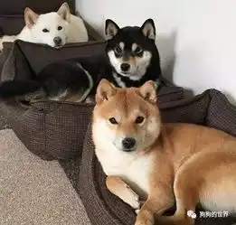 一个铲屎官的家里集齐了三色柴犬,每一只柴犬都是抢镜王
