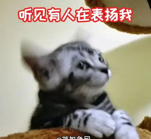 一大波喵星人表情包已经袭来超可爱小猫咪萌化你的心
