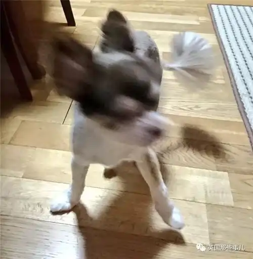 平时乖萌的汪星人一旦丑起来,各个都是高能崩坏表情包啊...
