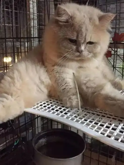 猫咪做完绝育后,表情出卖了它的想法
