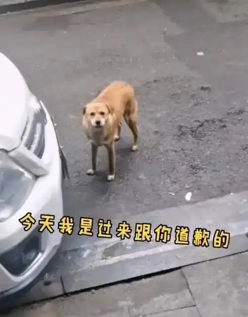绝育后,狗狗连续三个月每天准时到医院门口破口大骂,原因让人哭笑不得
