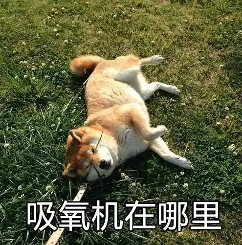宠物表情包出处振作