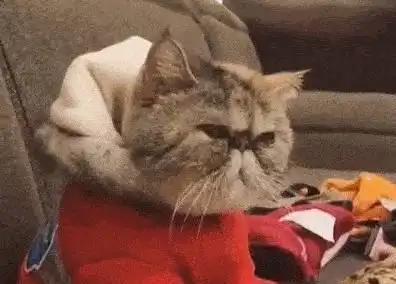 猫咪生活幸福的话,是藏不住的,看看你家的幸福吗
