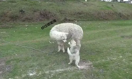 二哈误认羊驼是妈,还要找奶喝我当你是兄弟,你竟要我做奶妈
