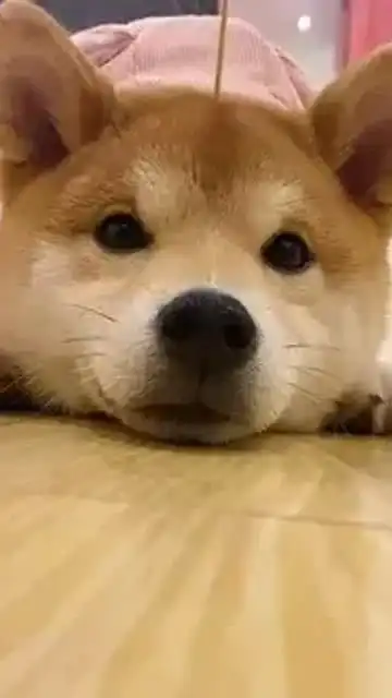 柴犬萌宠你们都是怎么夸休狗勾的评论区教我下呗
