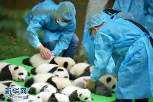 成都今年新生大熊猫宝宝集体亮相组图
