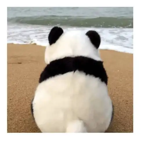 女生发一只熊猫面对大海摇尾巴的动画表情是什么意思

