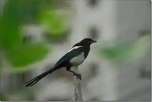 喜鹊蹬枝信口雌黄forestbirds
