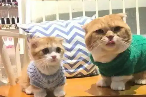 娃,我给带来了,说句话,负不负责任吧母猫
