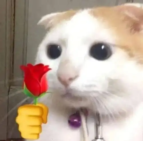 留城里的猫没暖气了,冷吗回村过年的猫什么你怎么知道老家有三花
