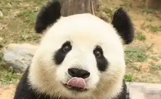 熊猫还缺表情包吗,会卖萌的那种
