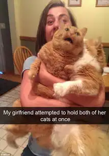 从功夫猫医生猫到蜘蛛猫,喵星人要被玩坏了
