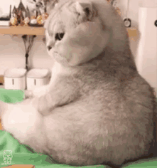 超级可爱的动态猫咪表情包第二弹
