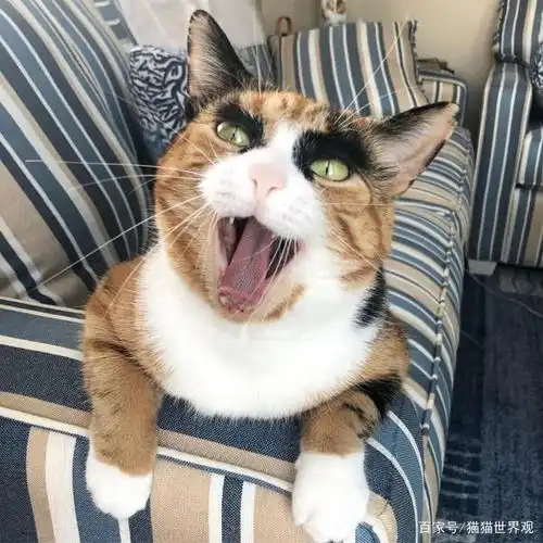 喵界韩美娟,这是我见过最有正义感的猫了,没有之一
