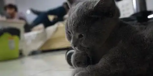 宠物小蓝猫狂喝酸奶,求烤肠无果,闭眼享受的小眼神满满陶醉感
