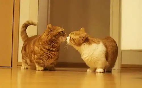 猫闹猫频率很高怎么回事
