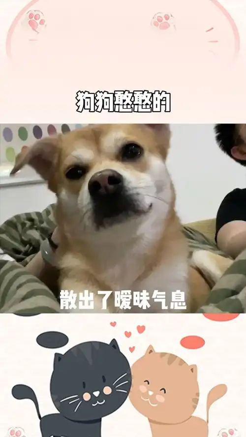狗子大量表情包预警百万视友赐神评
