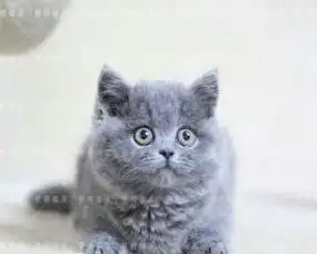 扭捏表情包小蓝猫比拼