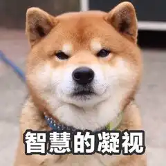 这只狗叫什么求这只狗的表情包
