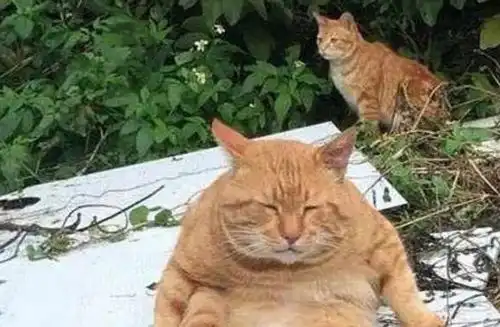 橘猫天天跟着奶奶去跳广场舞,结果奶奶家的猫成了这样子
