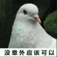 我一定会来鸽子表情包微信头像图片大全
