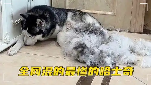 全网混的最惨的哈士奇奥斯卡快被铲屎官整抑郁了
