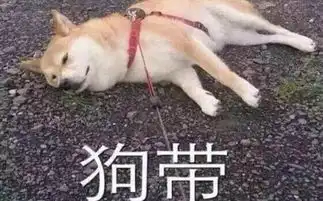 王可可坐上了私人飞机,如何让你的宠物也能坐飞机
