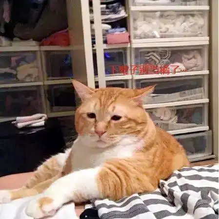 橘猫面对鲜鱼诱惑,舔着舌头,吞着口水了,好想咬一口,铲屎官就在一边,吃不了这鱼啊减肥
