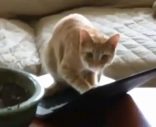 通知喵星占领地球被发现,橘猫愣住了以后还有小鱼干吃吗
