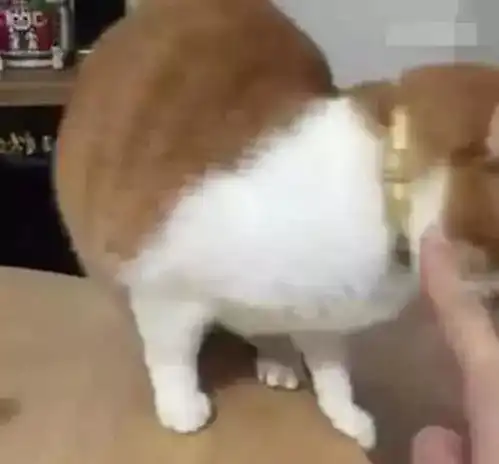 橘猫偷吃咸鱼便当,伸出爪子却差一截,主人轻轻一推橘猫
