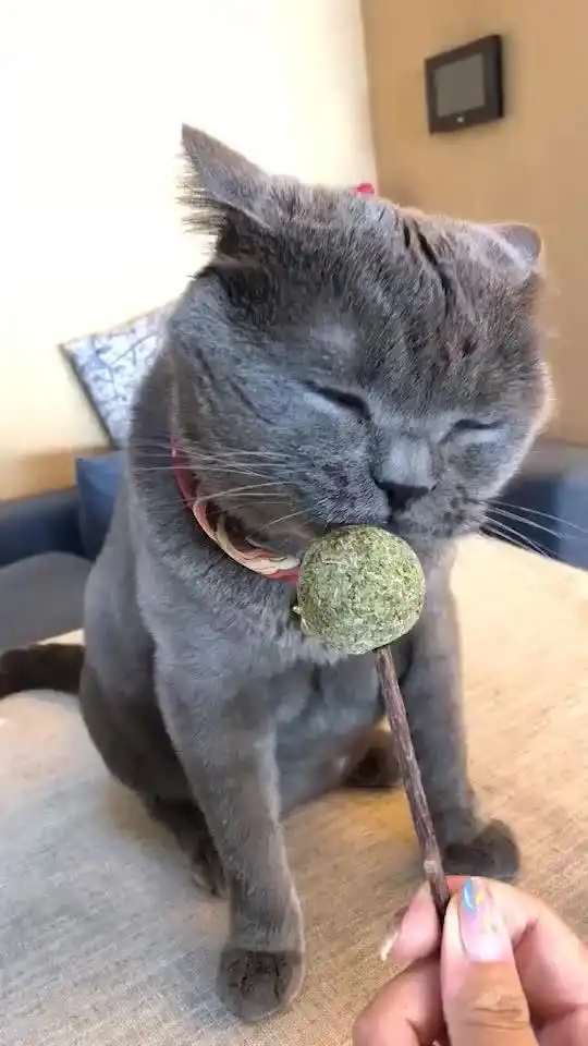 给我家老板买了一个猫棒棒糖,看着表情享受的