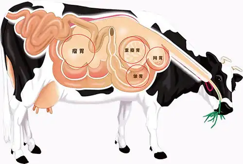 牛体趣话四胃一体助消化
