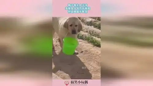 狗子帮主人干活,表情多少有点不情愿,但还知道不踩菜
