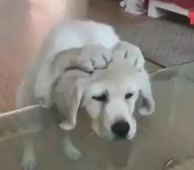 养一条聪明的狗很省心那可未必
