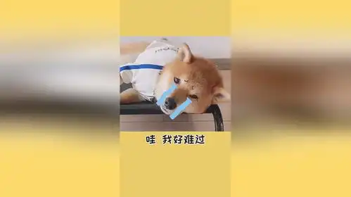 把猫咪拿走狗子的表情太委屈了..狗子的快乐从此没了

