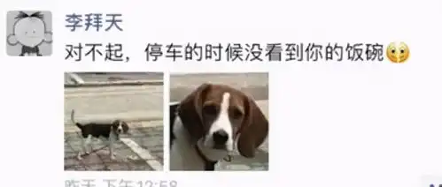赔碗10万网友帮这只狗狗维权