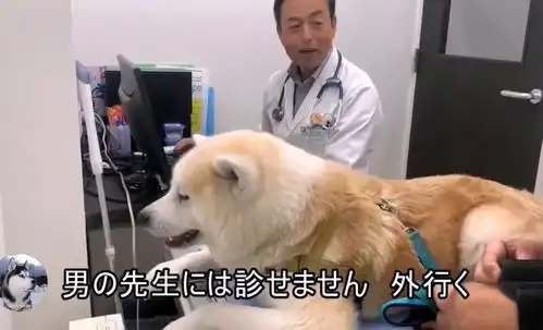秋田犬去医院看病,女医生来了态度很好,换成男医生就想跑
