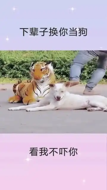 狗下辈子换你当狗,吓老子一跳

