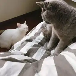 养一只猫和养两只猫的区别
