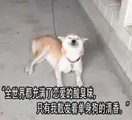 吃狗粮表情包动态吃狗粮表情包图片大全下载乐游网游戏下载
