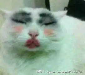 宠物比丑大赛,大开眼界
