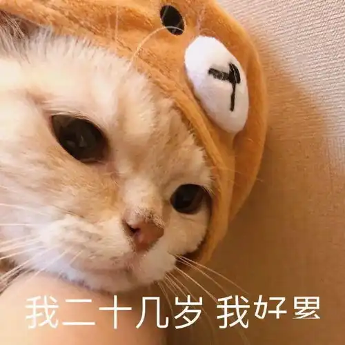 沙雕橘猫表情包,拿走拿走别客气
