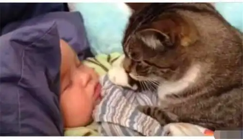 表情猫咪偷亲宝宝被主人发现,猫咪的表情了,委屈的像200斤的大胖子睫毛表情
