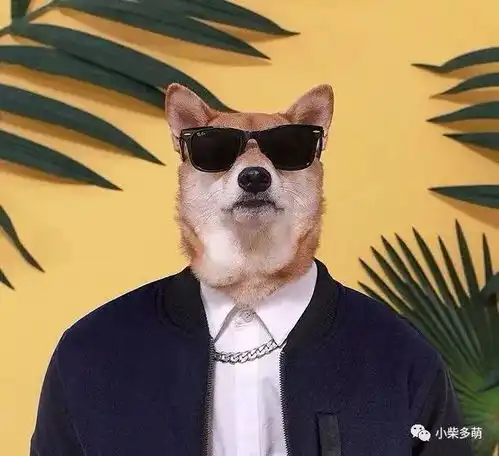 浅草柴犬屋谁说柴犬只能搞笑了这里有只柴犬踏入了时尚圈
