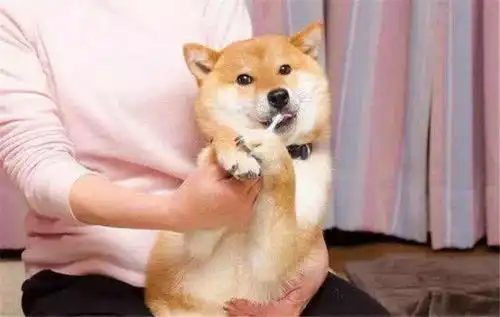 宠物口臭是什么原因看看你家宠物中招了吗
