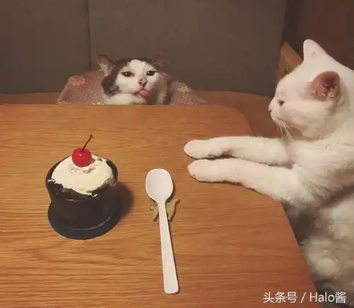 吃货的本能看到开饭便马上走过来的猫咪吃的也太丰盛了吧
