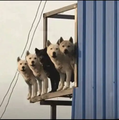 三组团头,总有你喜欢的
