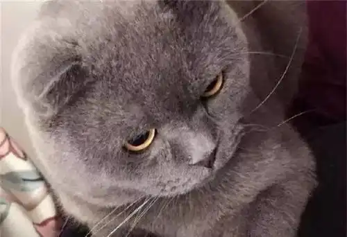 主人出门忘记喂蓝猫,回来发现它在看电视吹空调,表情十分的生气
