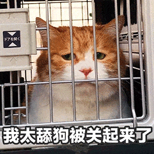 抖音表情包送你一朵小发发
