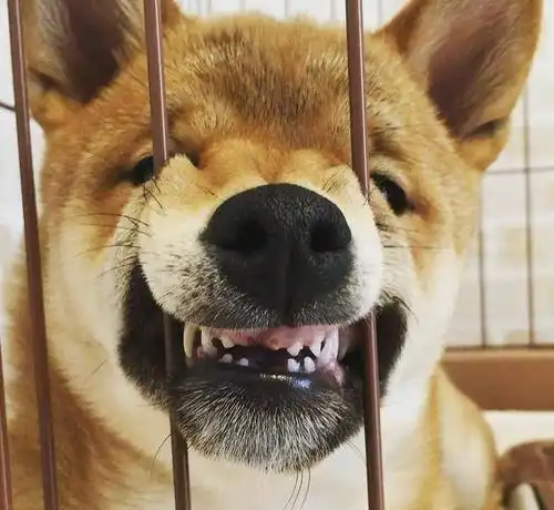 狗咬尾巴是好玩铲屎官要注意了,可能是狗狗生病了
